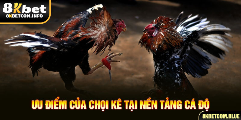 Ưu điểm của chọi kê tại nền tảng cá độ