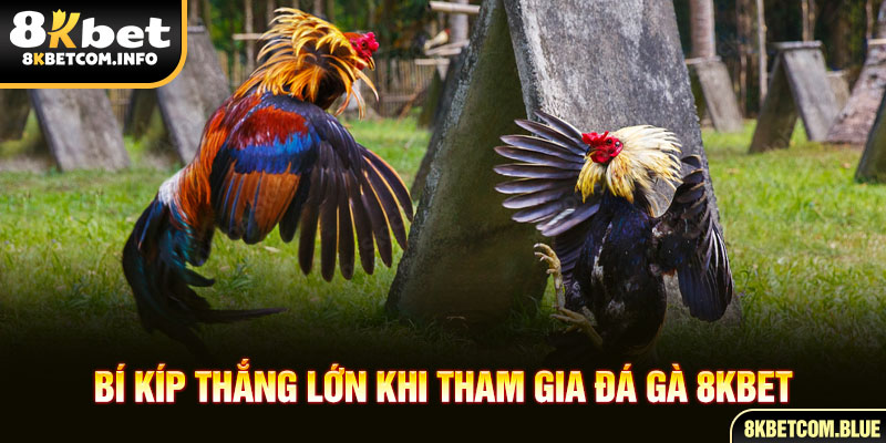Bí kíp thắng lớn khi tham gia đá gà 8KBET
