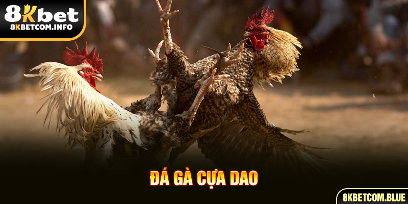 đá gà cựa dao