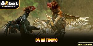 đá gà Thomo