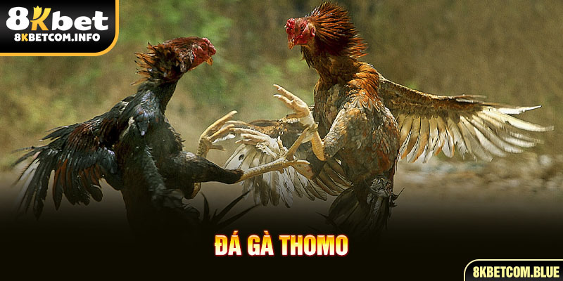 đá gà Thomo