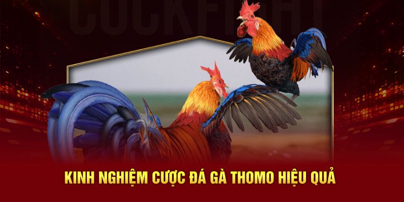 Bỏ túi các kinh nghiệm cược đá gà Thomo hiệu quả