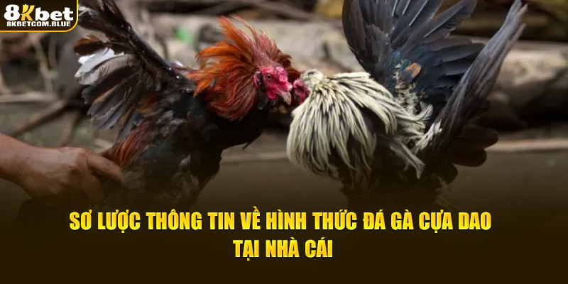 Sơ lược thông tin về hình thức đá gà cựa dao tại nhà cái
