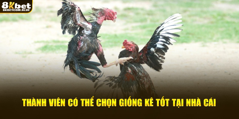 Thành viên có thể chọn giống kê tốt tại 8kbet